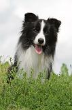 BORDER COLLIE 611